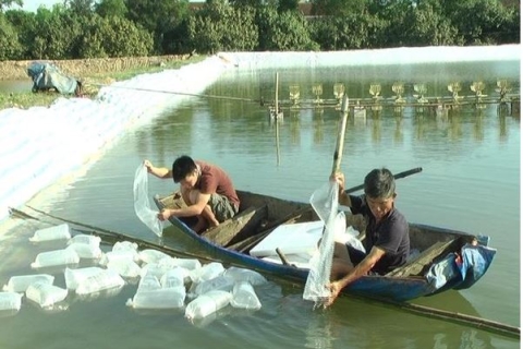 Phương pháp kiểm tra chất lượng tôm giống theo đúng kỹ thuật nuôi tôm ai cũng cần biết